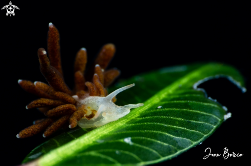 A Phestilla melanobrachia  | Phestilla melanobrachia 