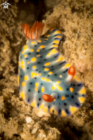 A Hypselodoris infucata