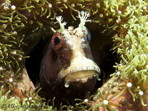 A Parablennius | Blenny