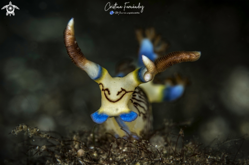 A Nembrota lineolata | Nudibranch