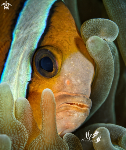 A Amphiprion Akindynos  | Clownfish 