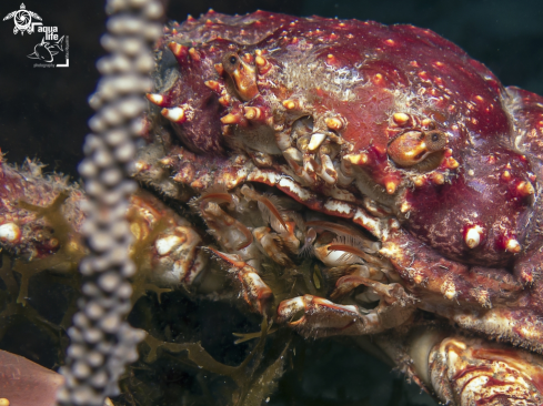 A Maguimithrax spinosissimus | Channel Clinging Crab