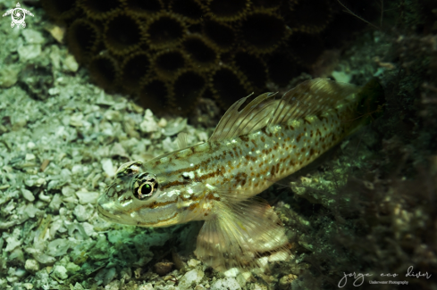 A Coryphopterus glaucofraenum | Bridley goby