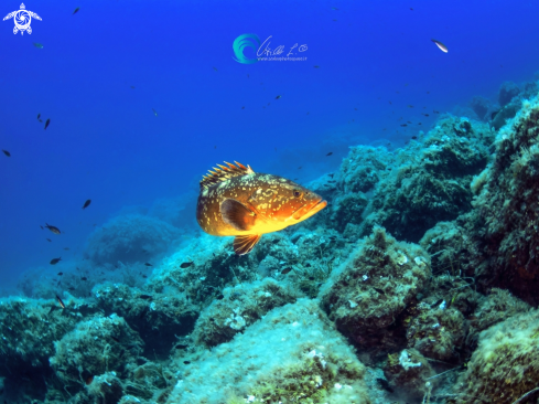 A Epinephelus marginatus  | Cernia bruna