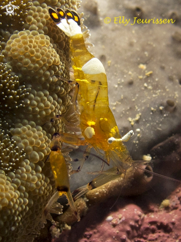 A P:eacock tail shrimp