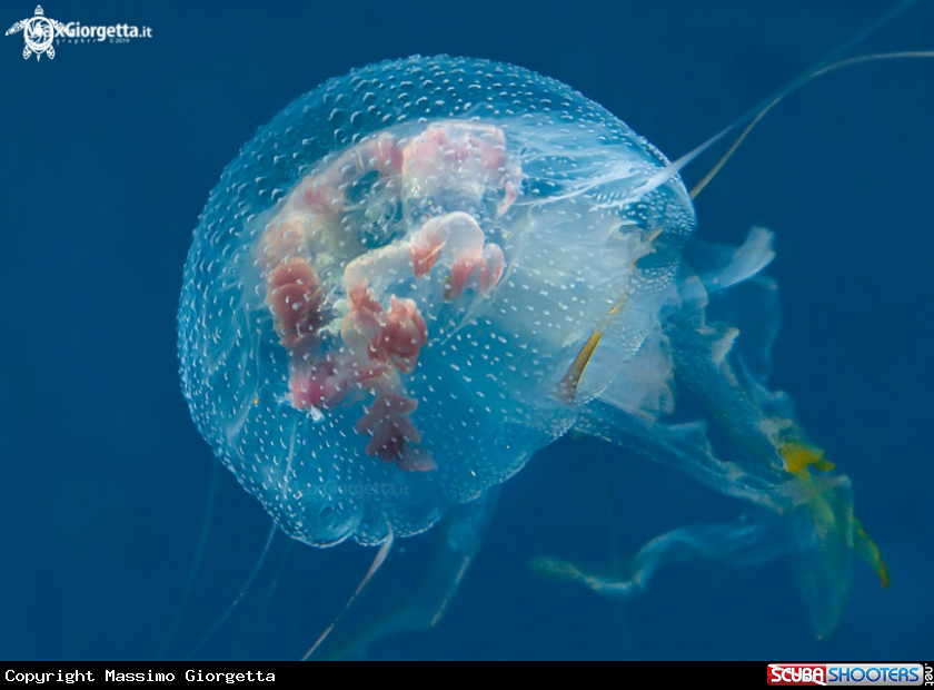 A Jellyfish