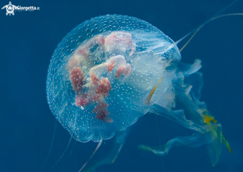 A Jellyfish