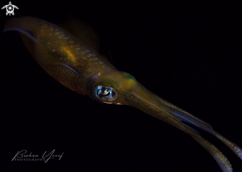 A Sepioteuthis lessoniana | Squid