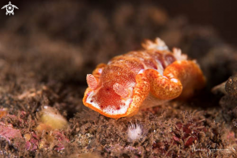 A Nudibranch 