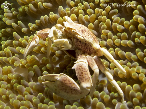 A Porcelain Crab