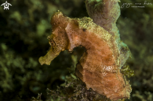 A Hippocampus reidi | Seahorse