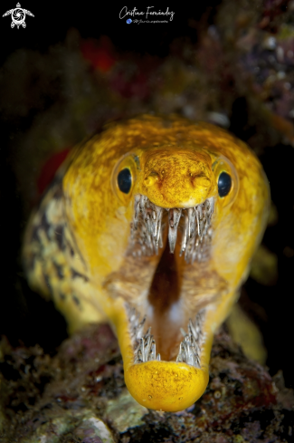 A Fangtooth moray