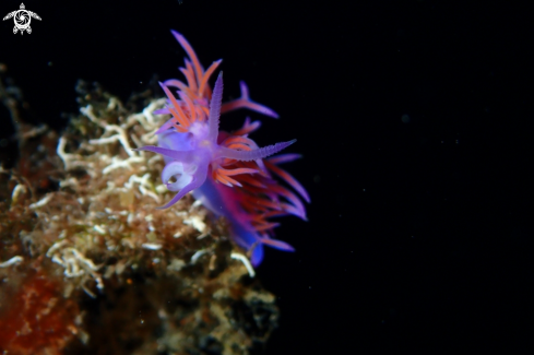 A Flabellina rosa