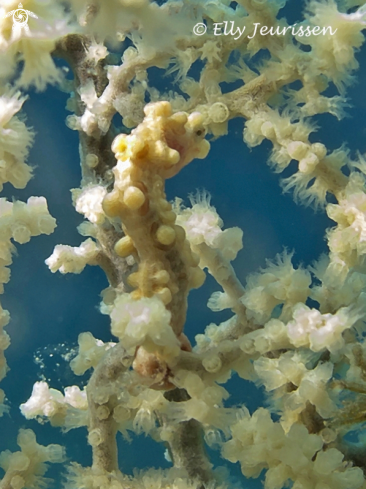 A Hippocampus Bargibanti | Pygmee Seahorse