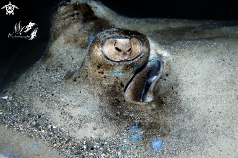 A Bluespotted Stingray 