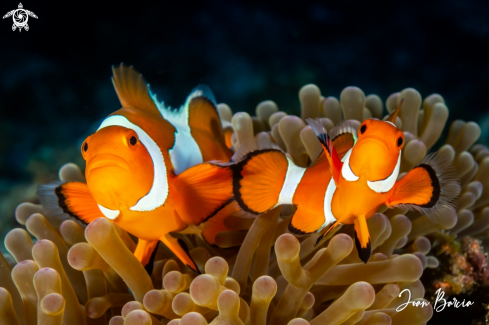 A Amphiprioninae | Clown fishes