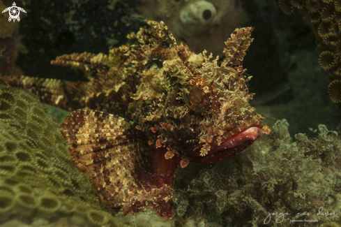 A Spotted scorpionfish