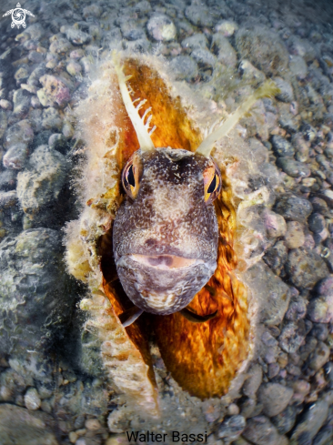 A Blenniis ocellaris | Bavosa occhiuta