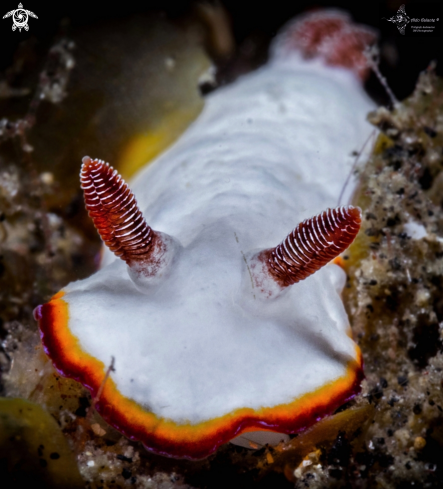 A Goniobranchus Nudibranch ( 15 to 30 mm.)