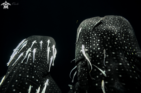 A Whale Shark