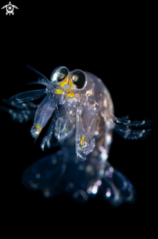 A Mantis Shrimp