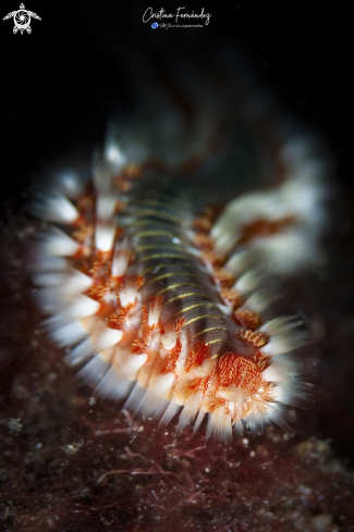 A Hermodice carunculata | Fire worm