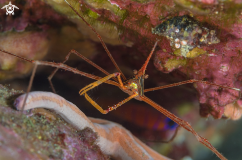 A Arrow Crab