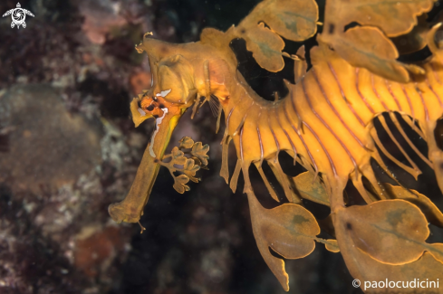 A Phycodurus eques, | Leafy Seadragon