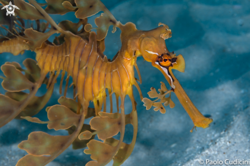 A Leafy Seadragon