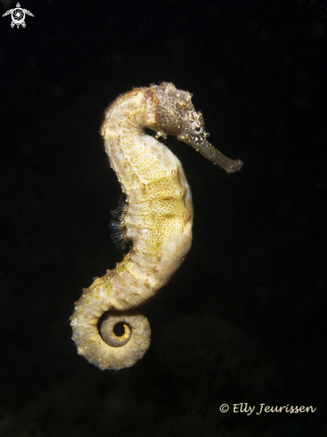 A Seahorse