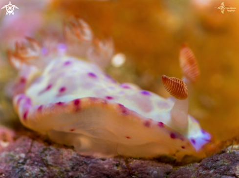 A Nudibranch