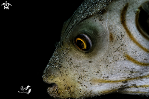 A Narrow-lined pufferfish 
