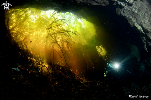 A Cenote TajmaHa