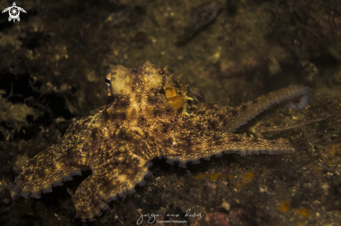 A Octopus vulgaris | Common Octopus