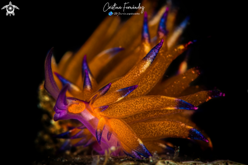 A Nudibranch