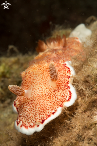 A Goniobranchus reticulatus