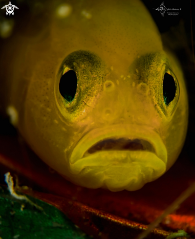 A Lubricogobius exiguus (Tanaka, 1915) | Yellow Pygmy Goby