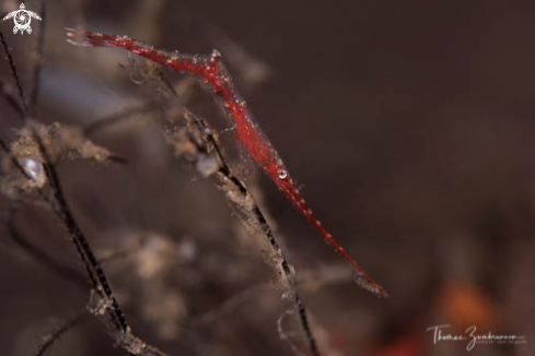 A Ocellated Tozeuma Shrimp