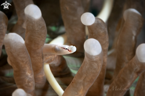 A Mushroom coral pipefish (Siokunichthys nigrolineatus)