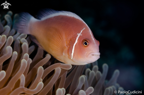 A Amphiprion perideraion | Pink Anemone Fish