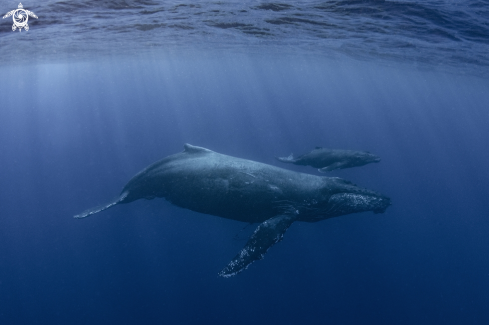 A Humpback Whales