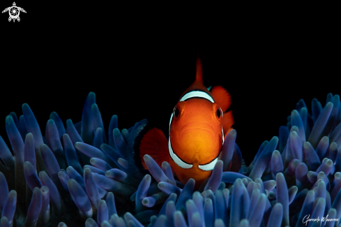 A Amphiprion ocellaris | Clownfish