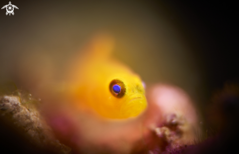 A Goby