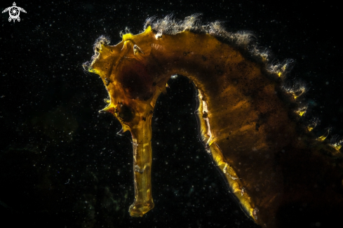 A Yellow Seahorse