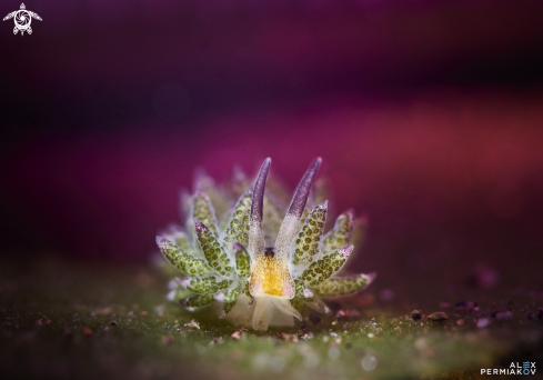 A Nudibranch