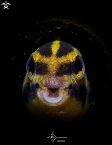 A Shorthead Sabretooth Blenny