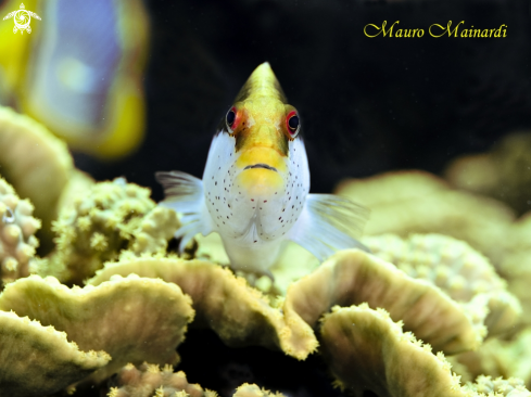 A Forster Hawkfish