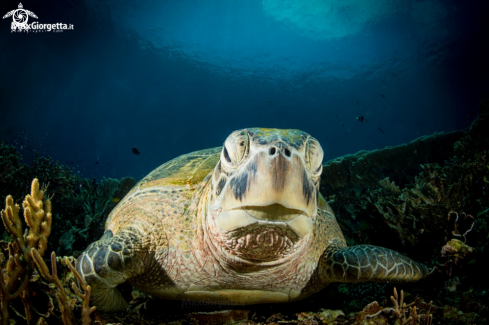 A marine turtle