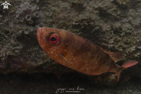 A Glasseye snapper