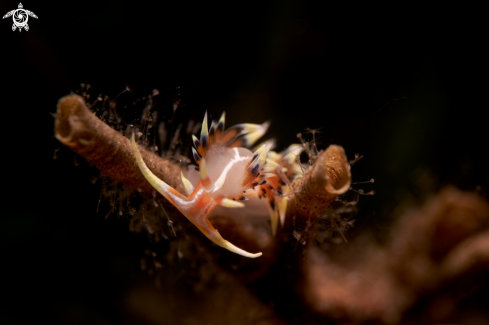 A Facelinidae | NUDIBRANCH